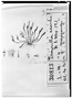 Field Museum photo negatives collection; Genève specimen of Limosella acaulis, MEXICO, M. Sess?, Type [status unknown], G