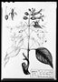 Field Museum photo negatives collection; Genève specimen of Salvia fastuosa, MEXICO, M. Sess?, Type [status unknown], G