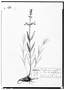 Field Museum photo negatives collection; Genève specimen of Salvia aegyptica, MEXICO, M. Sess?, Type [status unknown], G