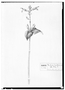 Field Museum photo negatives collection; Genève specimen of Salvia ventricosa, MEXICO, M. Sess?, Type [status unknown], G