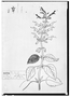 Field Museum photo negatives collection; Genève specimen of Salvia mexicana, MEXICO, M. Sess?, Type [status unknown], G