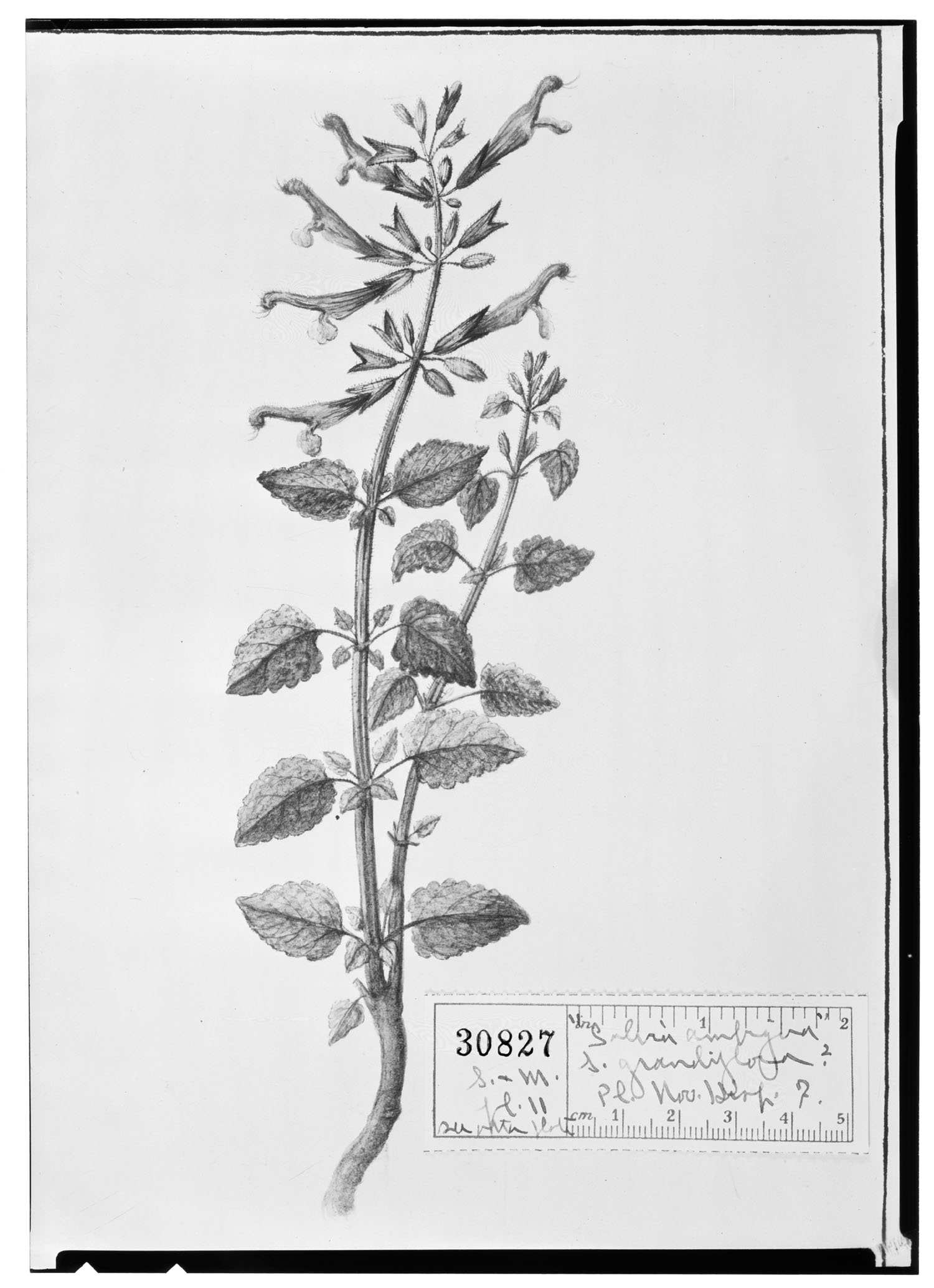 Salvia tomentosa image