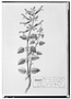 Field Museum photo negatives collection; Genève specimen of Salvia grandiflora, MEXICO, M. Sess?, Type [status unknown], G