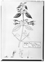 Field Museum photo negatives collection; Genève specimen of Calamintha macrostema, MEXICO, M. Sess?, Type [status unknown], G