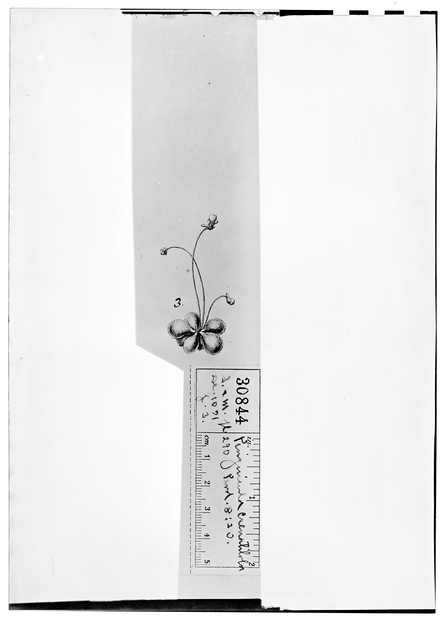Pinguicula crenatiloba image