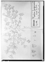 Field Museum photo negatives collection; Genève specimen of Cordia purpurascens DC., MEXICO, M. Sess?, Type [status unknown], G