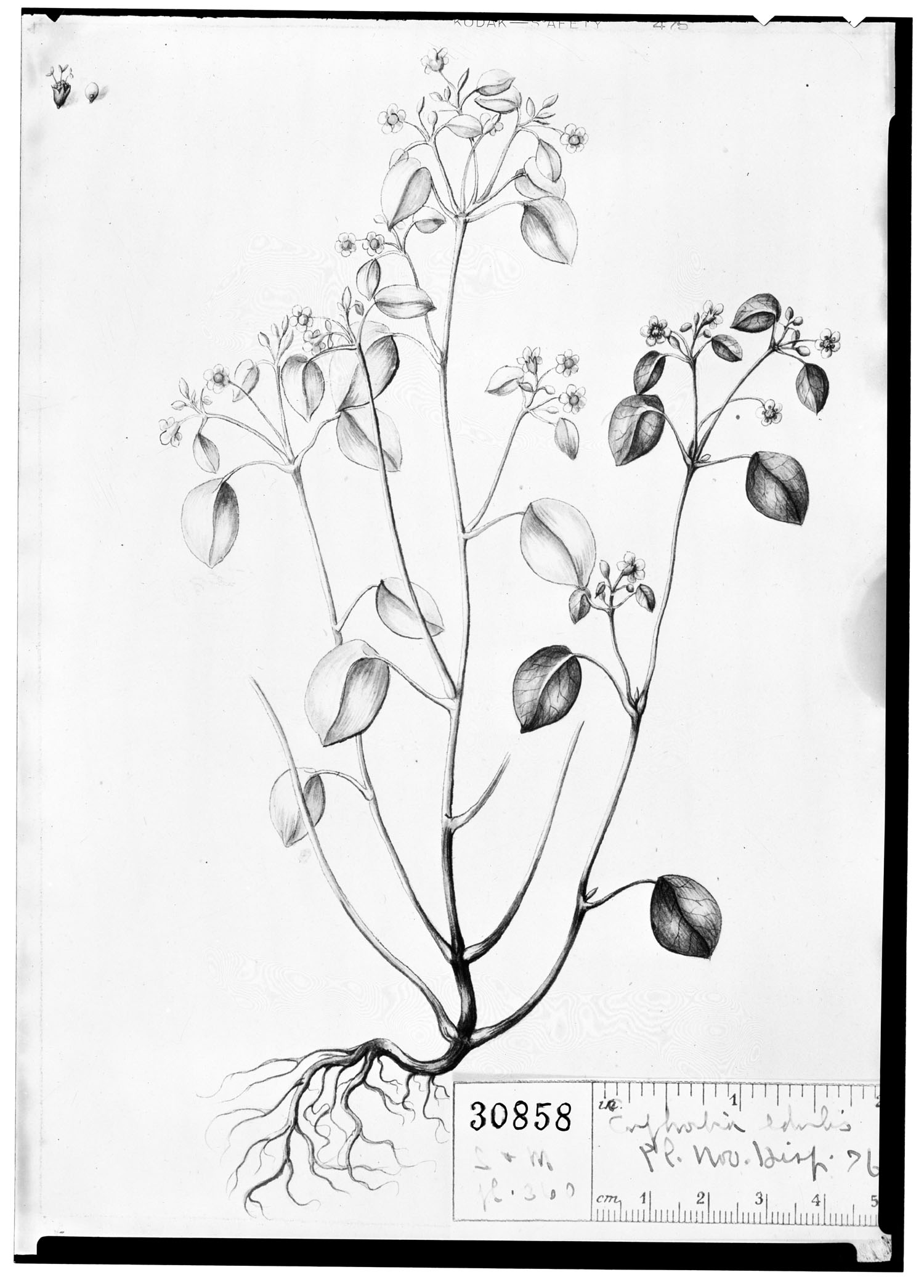 Euphorbia neriifolia image