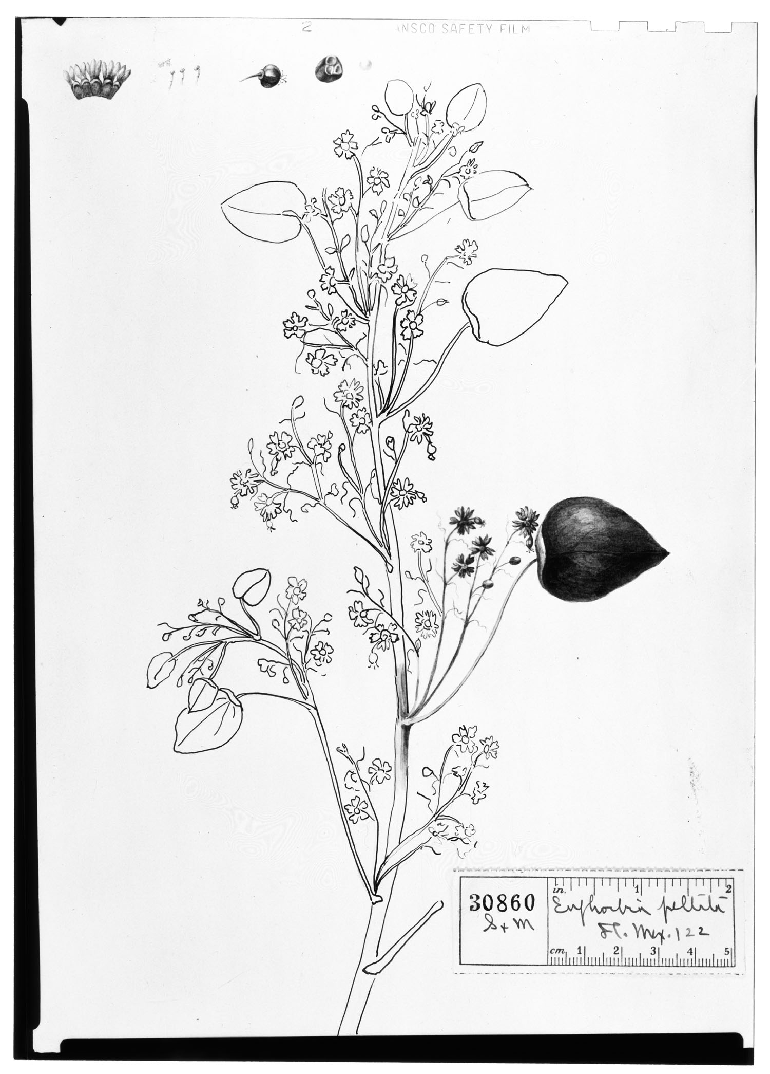 Euphorbia peltata image