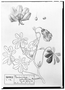 Field Museum photo negatives collection; Genève specimen of Amoreuxia palmatifida Sess? & Moc. ex DC., MEXICO, M. Sess?, Type [status unknown], G