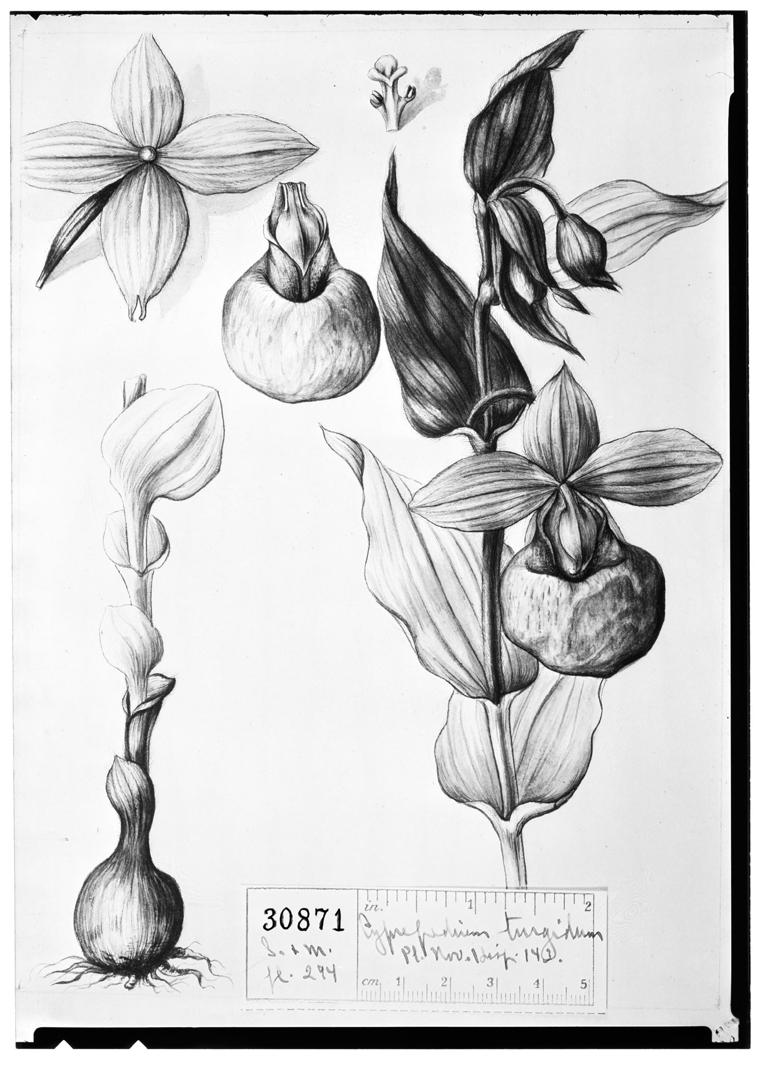 Cypripedium irapeanum image
