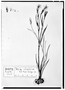 Field Museum photo negatives collection; Genève specimen of Ixia mexicana Sess? & Moc., MEXICO, M. Sess?, Type [status unknown], G