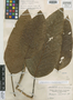 Coussapoa acutifolia Klotzsch, PERU, H. Ruíz L. 7, Isotype, F