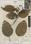 Coussapoa ovalifolia Trécul, PERU, H. Ruíz L. 22/38, Isotype, F