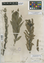 Salix glaucophylla var. angustifolia image
