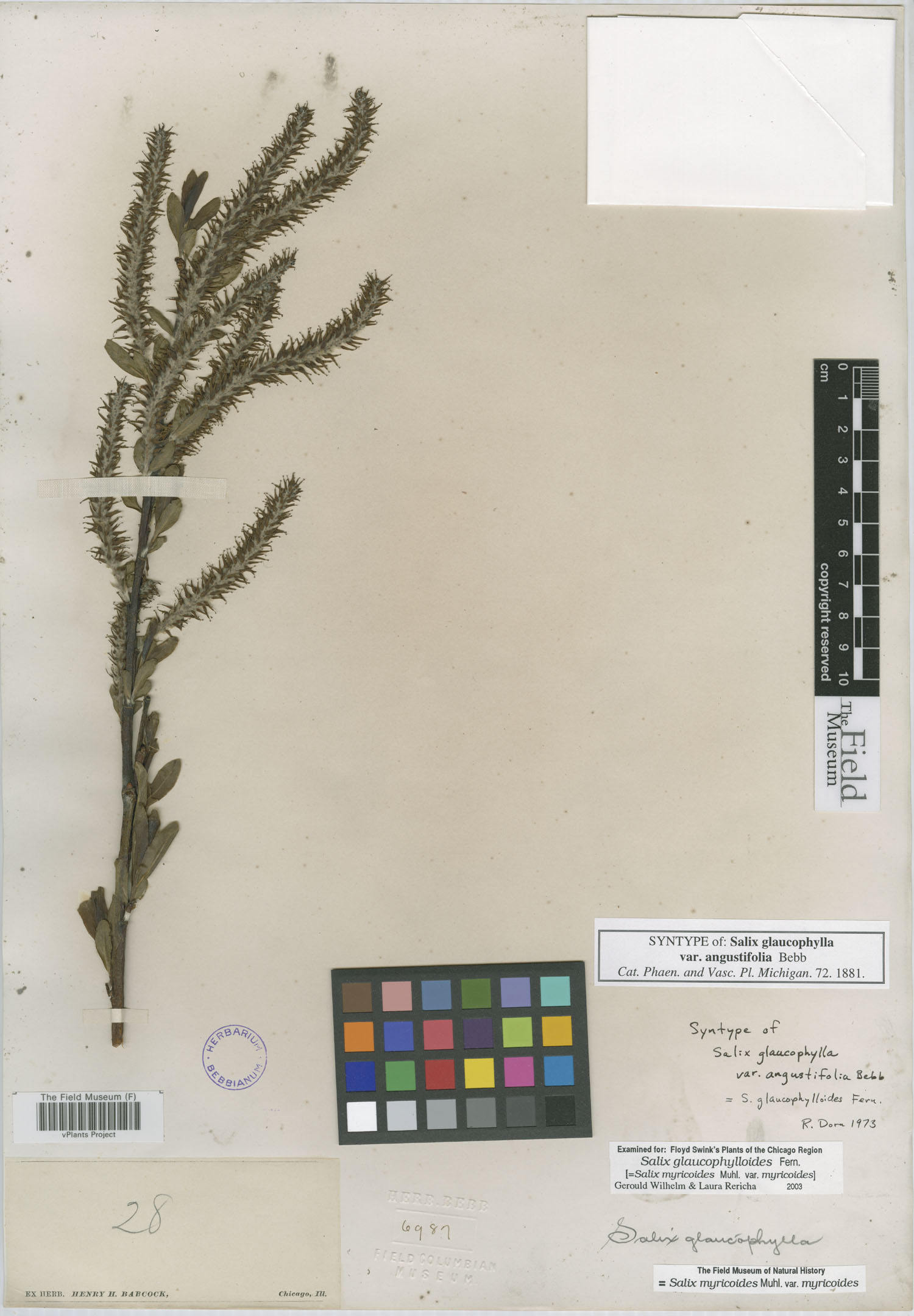 Salix glaucophylla var. angustifolia image