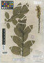Salix glaucophylla var. latifolia image