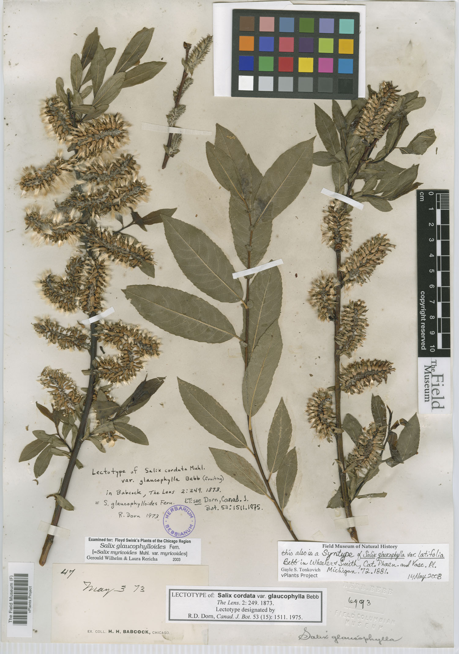 Salix cordata var. glaucophylla image