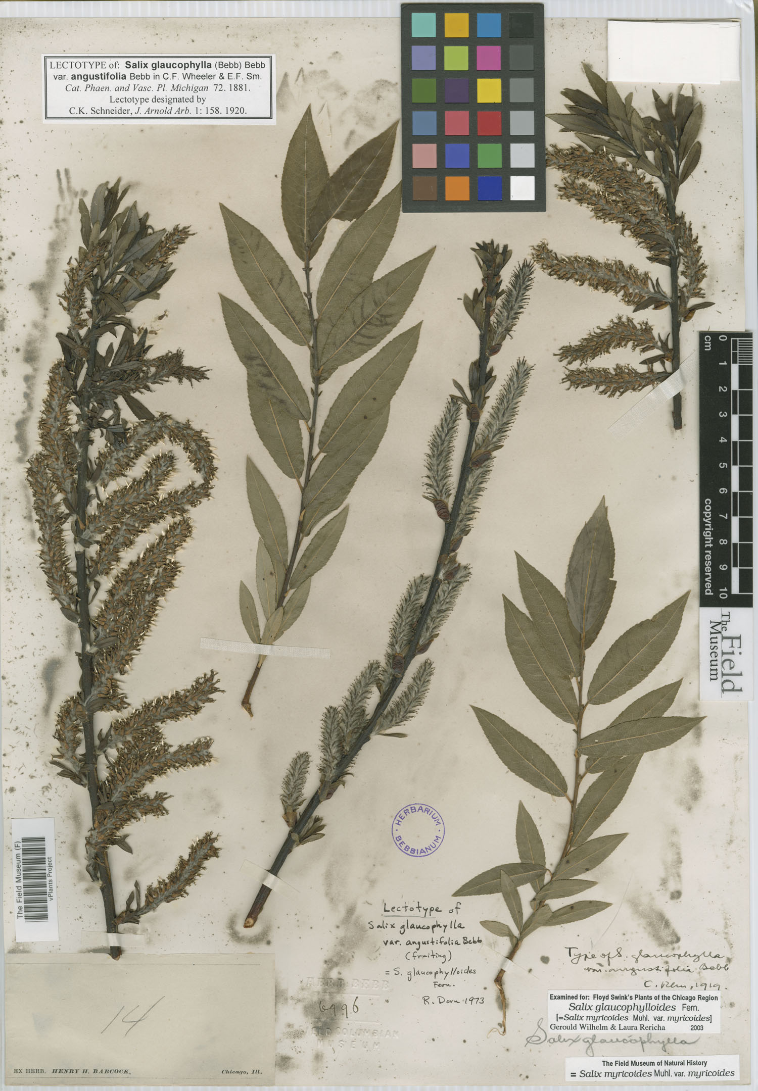 Salix glaucophylla image