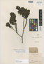 Myrica parvifolia Benth., ECUADOR, K. T. Hartweg 1378, Isotype, F