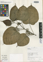 Marsdenia cundurango subsp. fosteri Morillo, Peru, R. B. Foster 12115, Holotype, F