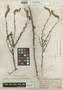 Parosela galbina J. F. Macbr., PERU, J. F. Macbride 3500, Holotype, F