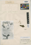 Eupatorium tarapotense B. L. Rob., PERU, R. Spruce 4014, Isotype, F