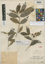 Oyedaea oxylepis S. F. Blake, Peru, Ll. Williams 6992, Holotype, F
