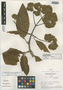 Gynoxys congestiflora Sagást. & M. O. Dillon, PERU, M. O. Dillon 2608, Holotype, F