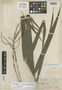 Chamaedorea angustisecta Burret, Peru, E. P. Killip 25091, Isotype, F