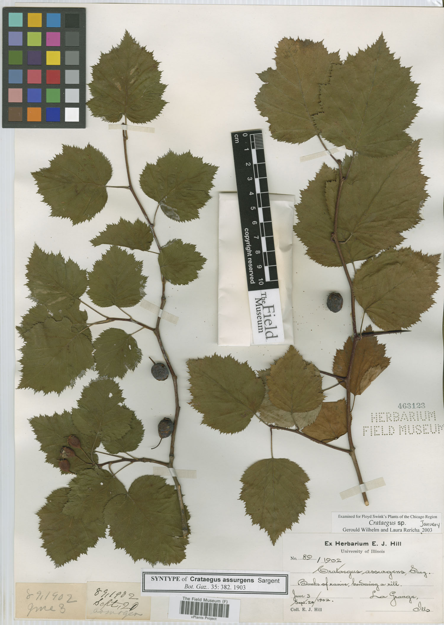 Crataegus assurgens image