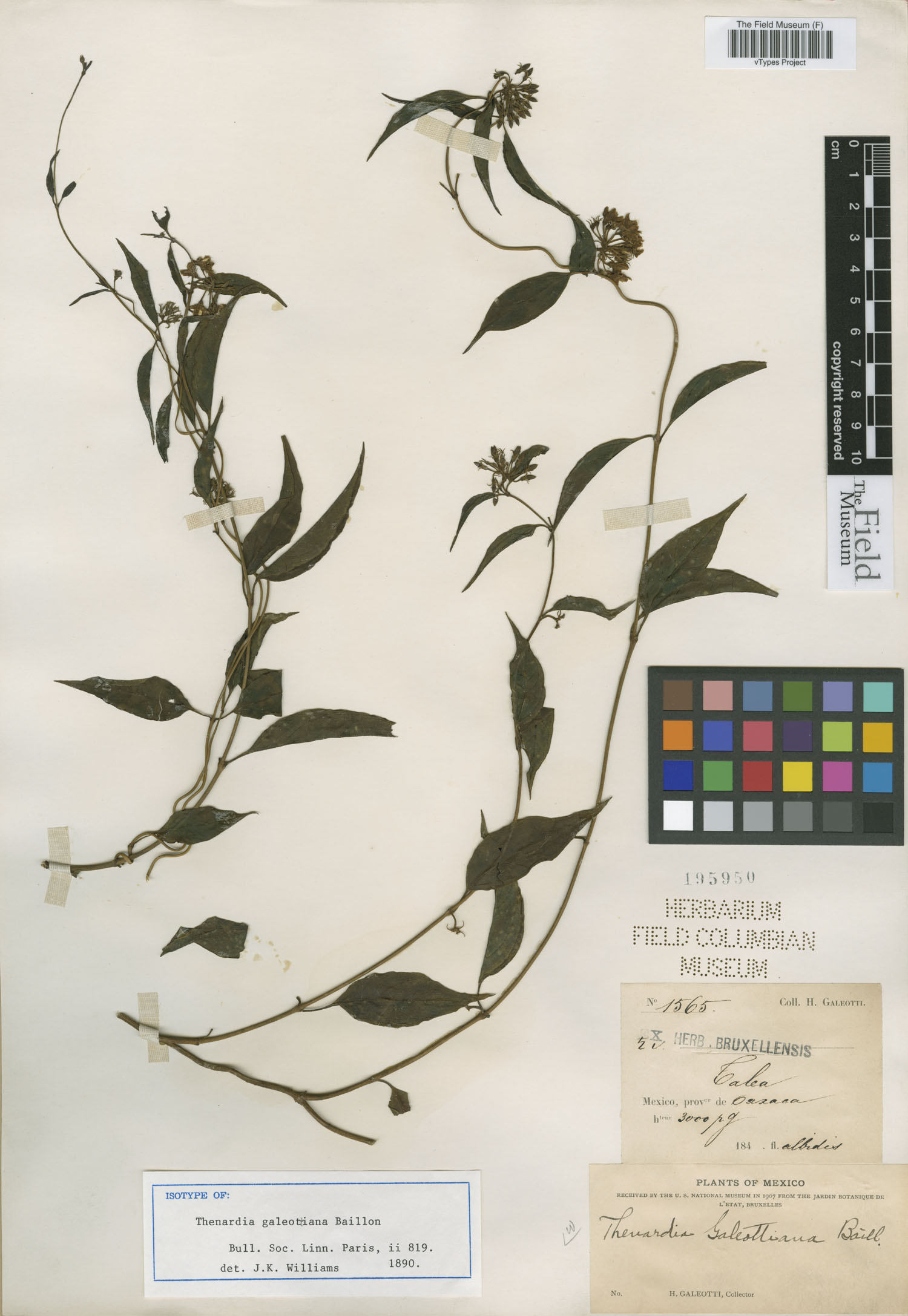 Thenardia galeottiana image