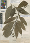 Guatteria blanchetiana R. E. Fr., BRAZIL, J. S. Blanchet 2114, Isotype, F