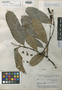 Guatteria brevicuspis R. E. Fr., BRAZIL, B. A. Krukoff 5589, Isotype, F