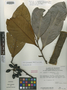 Guatteria chrysophylla Maas & Setten, ECUADOR, E. W. Davis 1011, Isotype, F