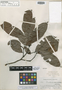 Guatteria rhamnoides R. E. Fr., BRAZIL, B. A. Krukoff 5707, Isotype, F