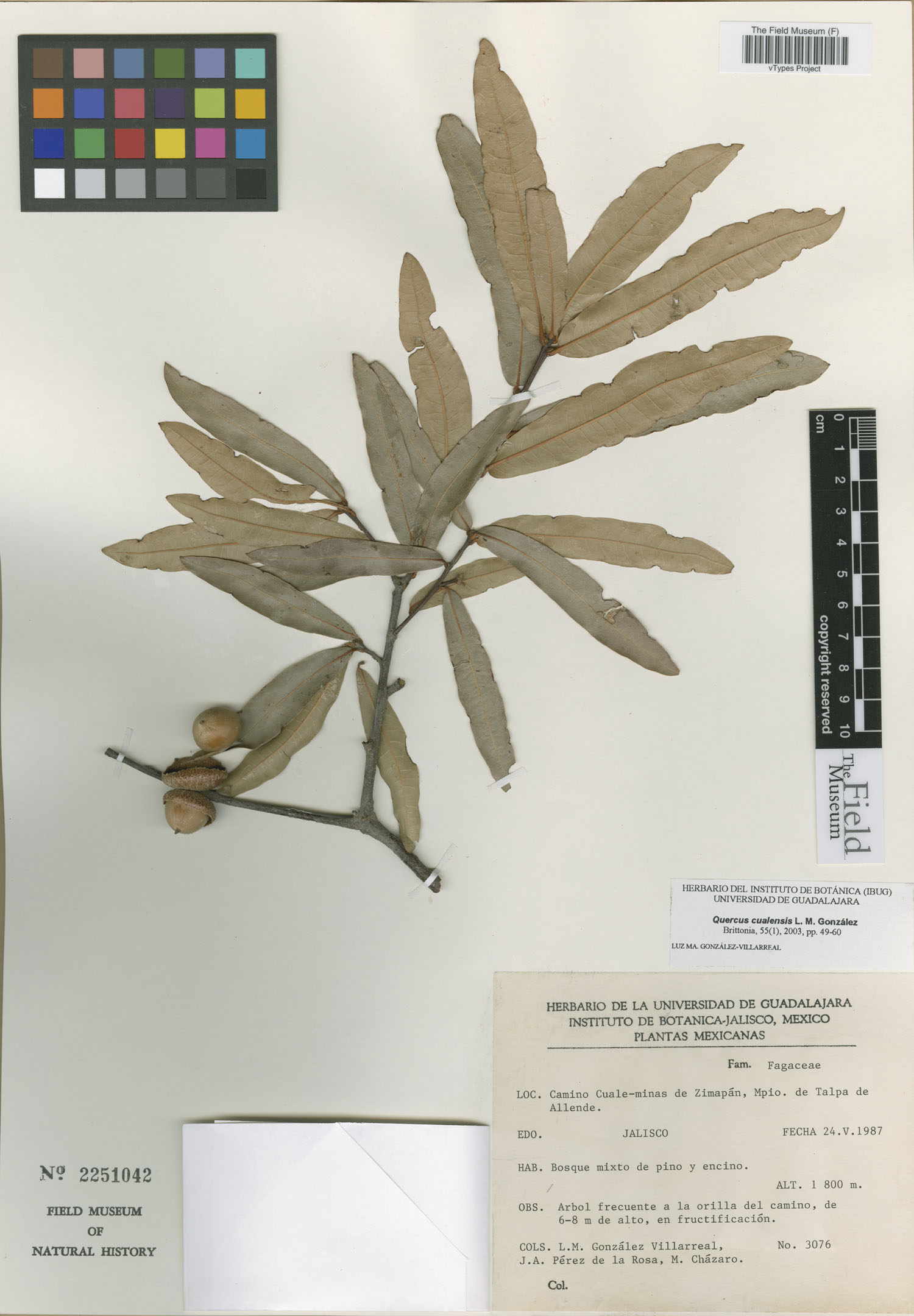 Quercus cualensis image