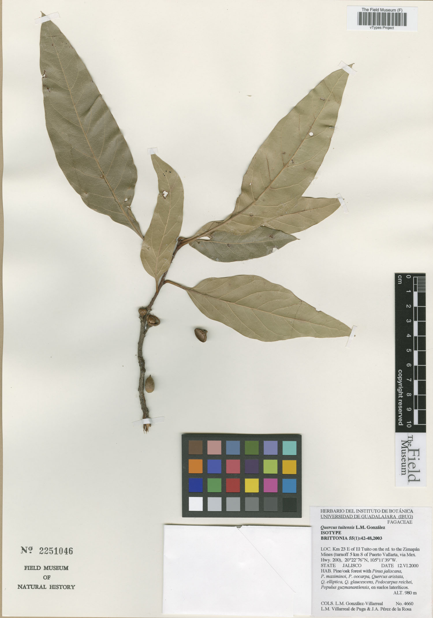 Quercus tuitensis image