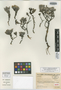 Helichrysum adhaerens subsp. summijejyanum Humbert, MADAGASCAR, H. Humbert 22766, Isotype, F