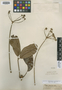 Didymopanax spruceanus Seem., BRAZIL, R. Spruce 2307, Isotype, F