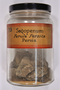 Ferula persica Sims, Sagopenum, Persia [Iran], 73, F