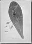 Field Museum photo negatives collection; Genève specimen of Buchenavia megalophylla Van Heurck, GUYANA, Type [status unknown], G