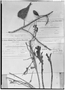 Field Museum photo negatives collection; Genève specimen of Buchenavia grandis Ducke, BRAZIL, A. Ducke MG10235, Isosyntype, G
