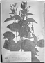 Field Museum photo negatives collection; Genève specimen of Combretum blanchetii Eichler, BRAZIL, J. S. Blanchet 3105, Isotype, G