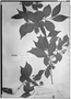 Field Museum photo negatives collection; Genève specimen of Combretum pisonioides Taub., BRAZIL, A. F. M. Glaziou 15325, Isosyntype, G