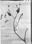 Field Museum photo negatives collection; Genève specimen of Terminalia odontoptera Van Heurck, FRENCH GUIANA, J. B. Patris, Type [status unknown], G