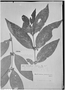 Field Museum photo negatives collection; Genève specimen of Cassipourea peruviana Alston, Peru, R. Spruce 4005, Isotype, G