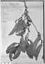Field Museum photo negatives collection; Genève specimen of Maytenus fendleri Briq., VENEZUELA, A. Fendler 215, Type [status unknown], G