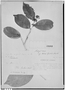 Field Museum photo negatives collection; Genève specimen of Maytenus sieberiana Krug & Urb., Trinidad and Tobago, F. W. Sieber 36, Type [status unknown], G
