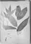 Field Museum photo negatives collection; Genève specimen of Huertea glandulosa Ruíz & Pav., PERU, H. Ruíz L. s.n., Isotype, G