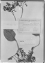 Field Museum photo negatives collection; Genève specimen of Humirianthera duckei Huber, BRAZIL, A. Ducke, Type [status unknown], G